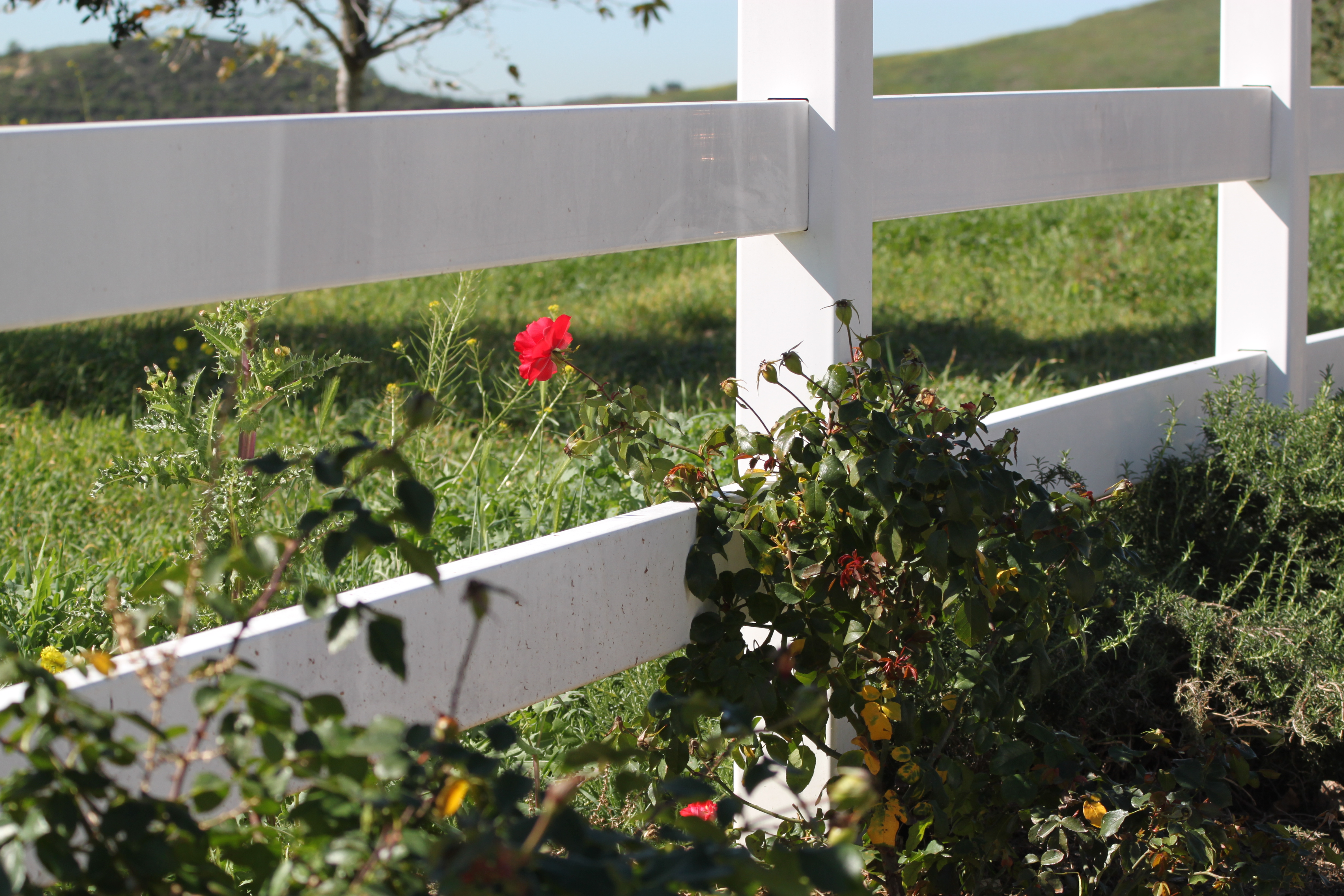 La Sierra White Trail Fence